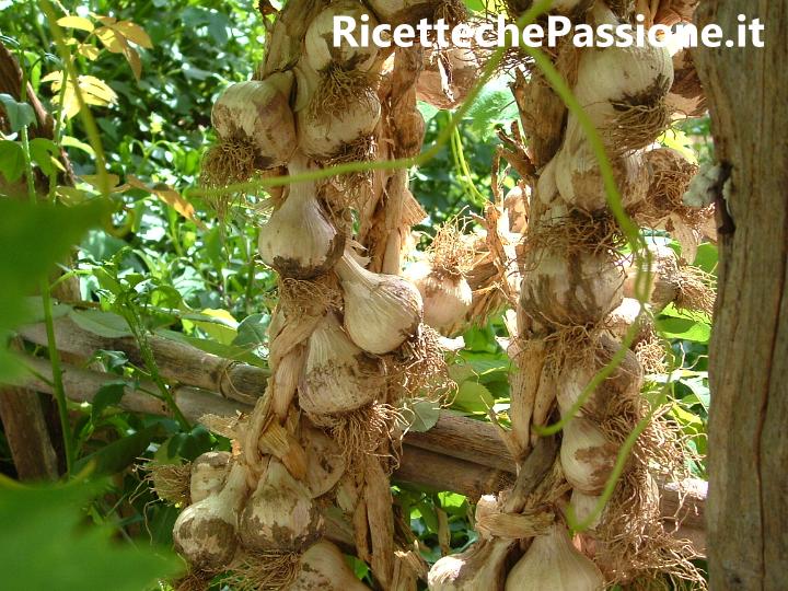 Aglio - Coltivazione Propriet e Usi in Cucina