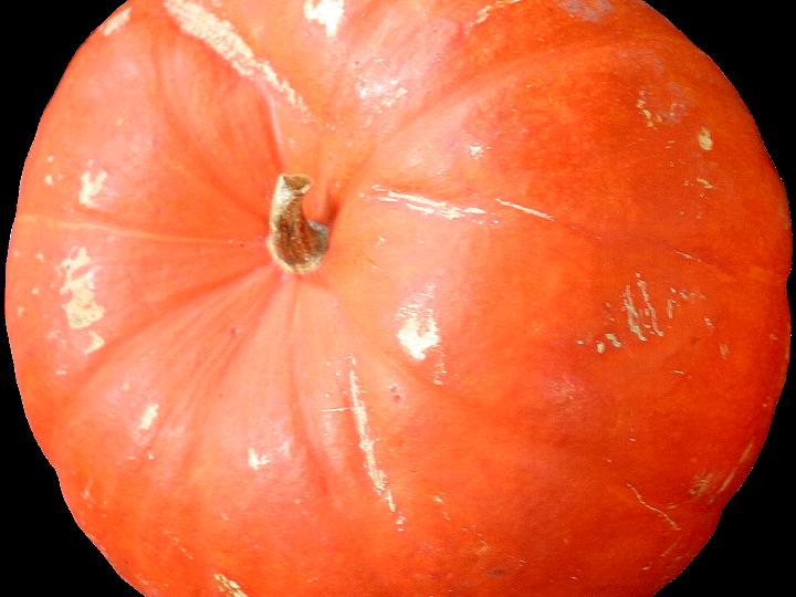 Come Conservare la Zucca