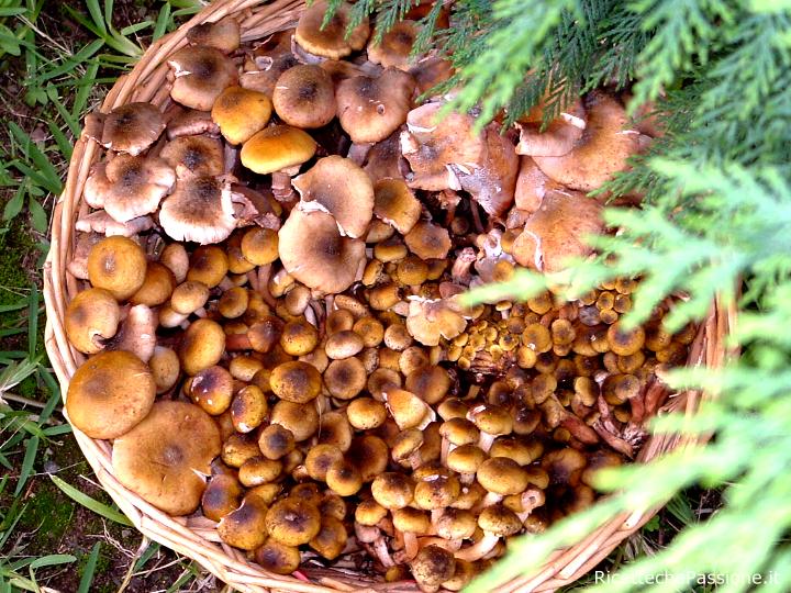 I Funghi dalla Raccolta alla Tavola