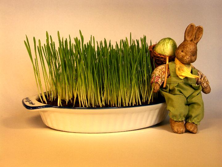 Pasqua in Cucina - Ricette di Pasqua 