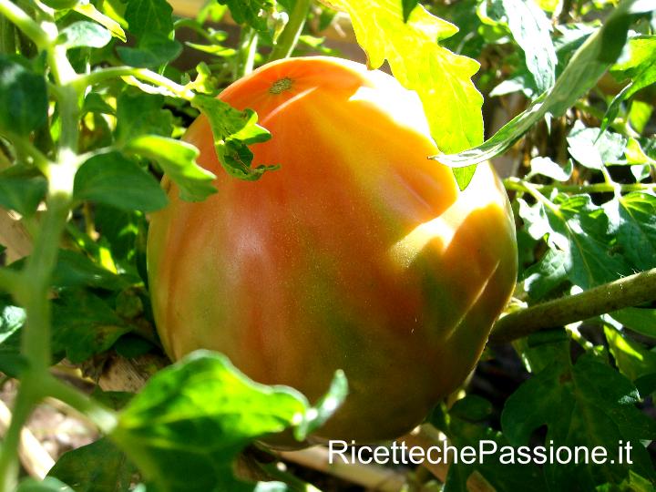 Il Pomodoro di Belmonte